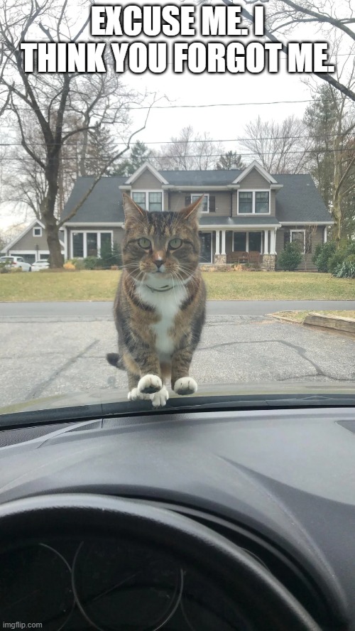 Excuse me. I think  you forgot something.    --  cat quote  -- | EXCUSE ME. I THINK YOU FORGOT ME. | image tagged in cat,kittens,funny,humor,funny cat memes | made w/ Imgflip meme maker