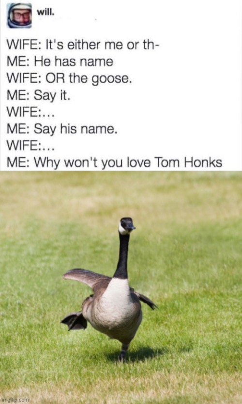 Bad Pun Goose | image tagged in canada goose,honk,tom hanks,bad pun | made w/ Imgflip meme maker