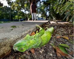 Iguana popsicles Blank Meme Template