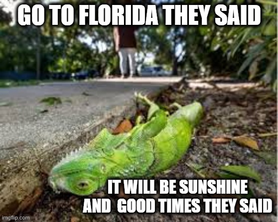 Florida Man | GO TO FLORIDA THEY SAID; IT WILL BE SUNSHINE AND  GOOD TIMES THEY SAID | image tagged in iguana popsicles,iguana,florida man | made w/ Imgflip meme maker