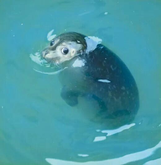 Seal looks back at you Blank Meme Template