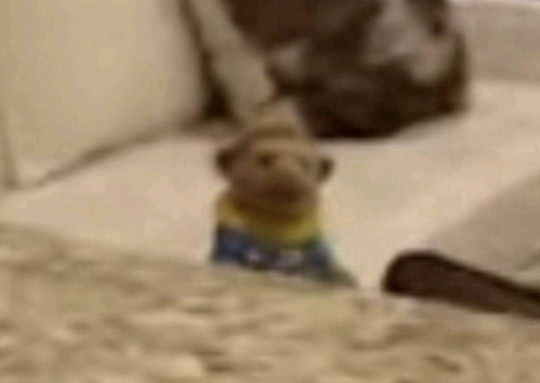 Brooklyn guy baby back ribs Blank Meme Template