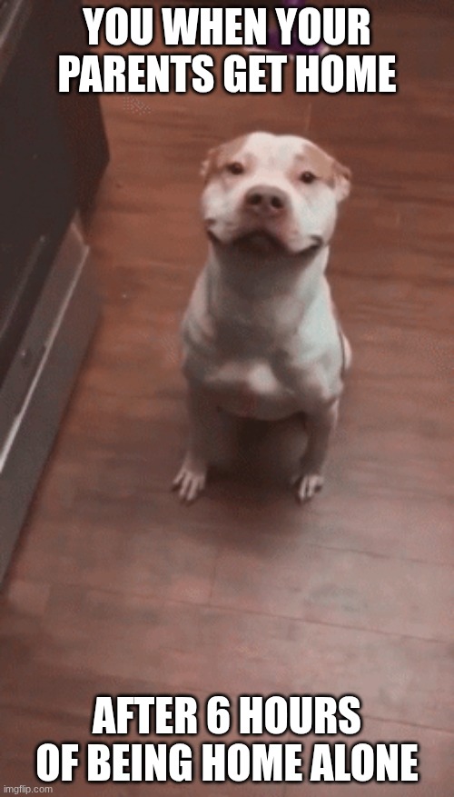 the happy | YOU WHEN YOUR PARENTS GET HOME; AFTER 6 HOURS OF BEING HOME ALONE | image tagged in funny dogs | made w/ Imgflip meme maker