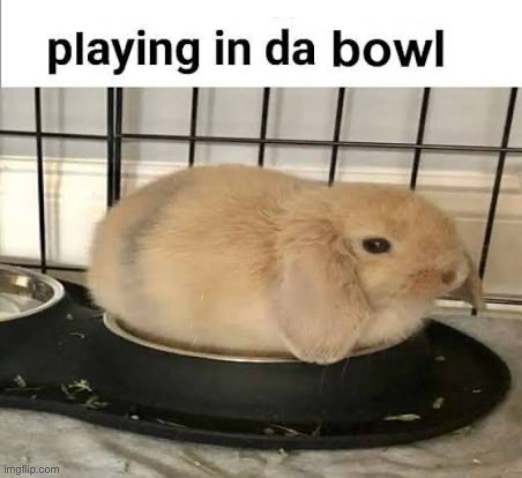 What’s the origin of this meme? | image tagged in memes,get a job,bowl,pets | made w/ Imgflip meme maker