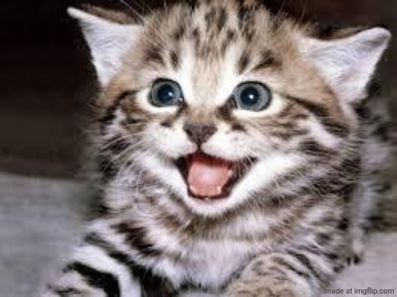 happy cat | image tagged in happy cat | made w/ Imgflip meme maker