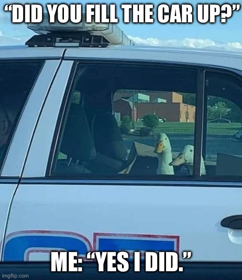 Ducks | “DID YOU FILL THE CAR UP?”; ME: “YES I DID.” | image tagged in ducks in cop car,ducks | made w/ Imgflip meme maker