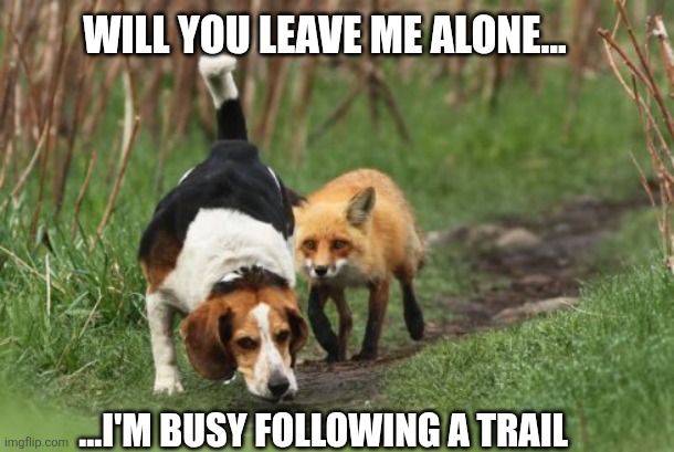fox hound hunting dog | WILL YOU LEAVE ME ALONE... ...I'M BUSY FOLLOWING A TRAIL | image tagged in fox hound hunting dog | made w/ Imgflip meme maker