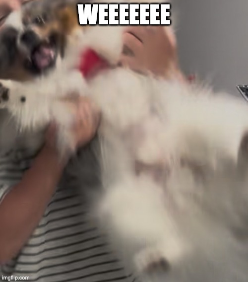 pom | WEEEEEEE | made w/ Imgflip meme maker