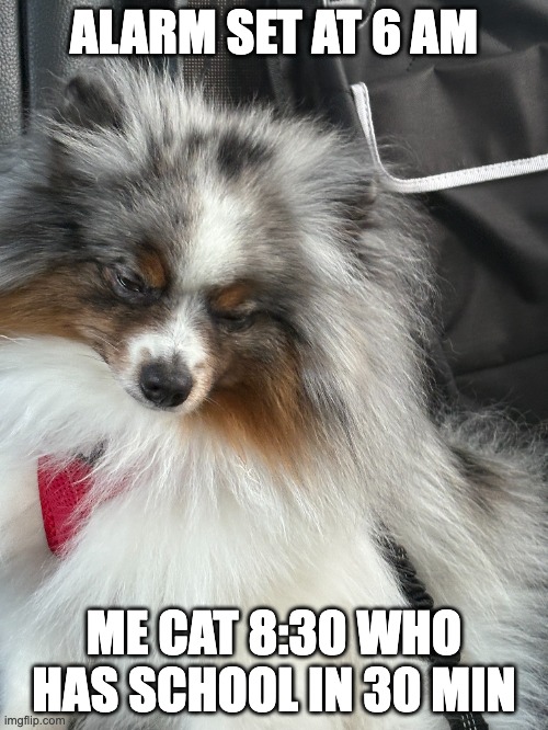 pom | ALARM SET AT 6 AM; ME CAT 8:30 WHO HAS SCHOOL IN 30 MIN | made w/ Imgflip meme maker