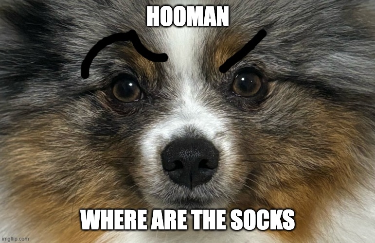 pom | HOOMAN; WHERE ARE THE SOCKS | made w/ Imgflip meme maker