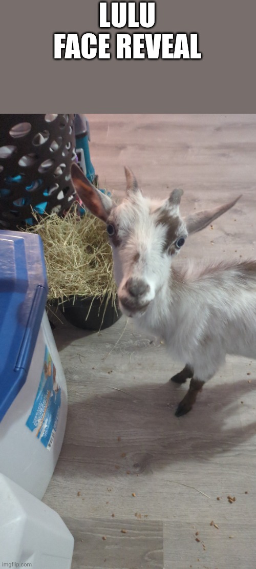 LULU FACE REVEAL | made w/ Imgflip meme maker