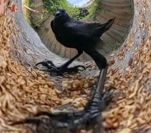 Crow | made w/ Imgflip meme maker