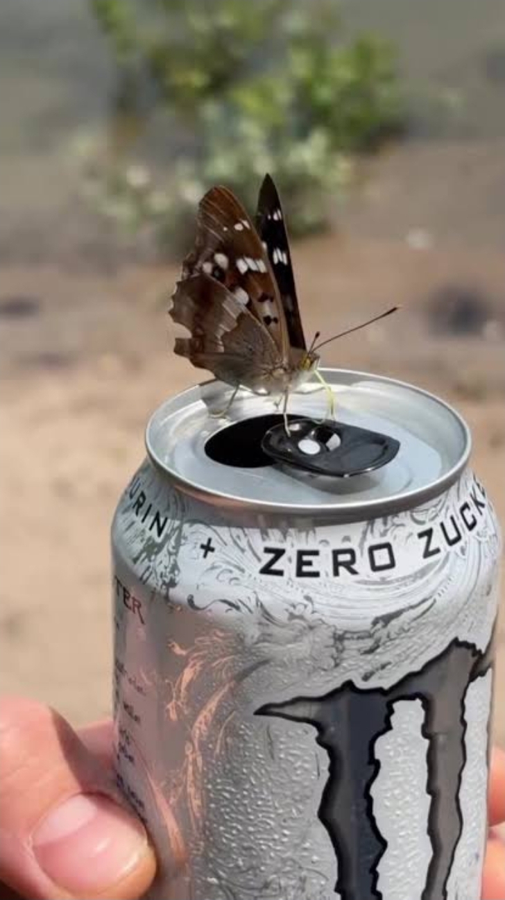 Butterfly on monster can Blank Meme Template