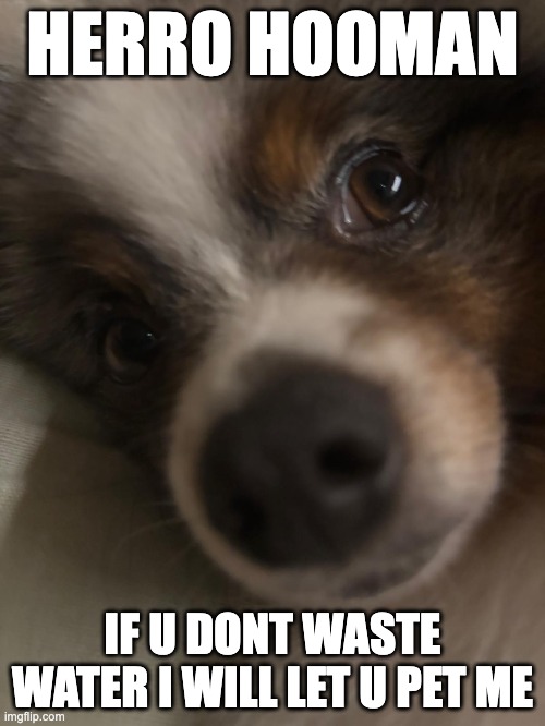 pom | HERRO HOOMAN; IF U DONT WASTE WATER I WILL LET U PET ME | image tagged in pomeranian | made w/ Imgflip meme maker