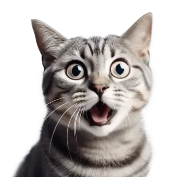 shocked cat transparent Blank Meme Template