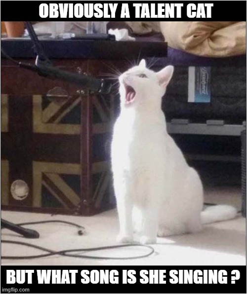 Suggestions Please | OBVIOUSLY A TALENT CAT; BUT WHAT SONG IS SHE SINGING ? | image tagged in cats,talent,singing,suggestion | made w/ Imgflip meme maker