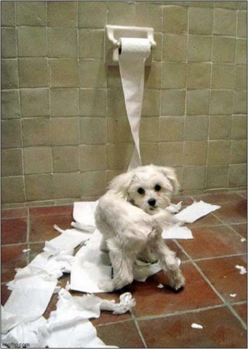 Did You Think That Was Only Cats That Did This ? | image tagged in dogs,toilet paper,destruction,cats | made w/ Imgflip meme maker