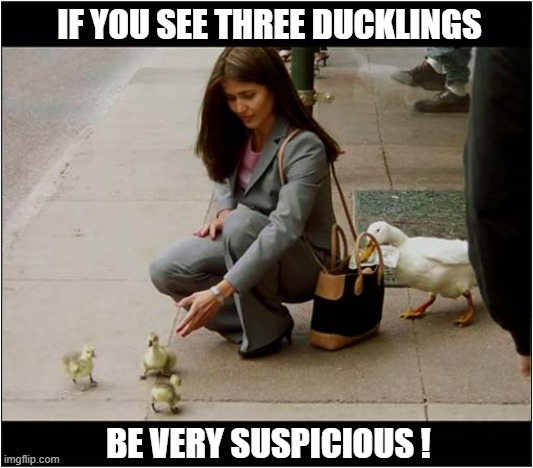 The Distraction Technique | IF YOU SEE THREE DUCKLINGS; BE VERY SUSPICIOUS ! | image tagged in theft,ducks,distraction | made w/ Imgflip meme maker
