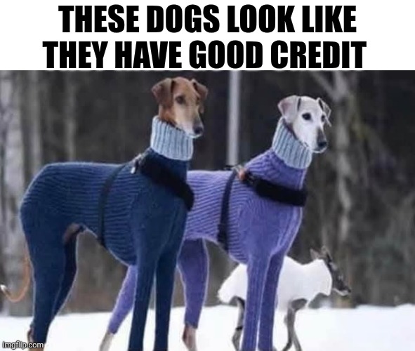 These Dogs Look Like They Have Good Credit | THESE DOGS LOOK LIKE THEY HAVE GOOD CREDIT | image tagged in chrisjoines1 | made w/ Imgflip meme maker
