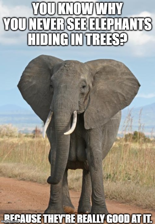 Daily Bad Dad Joke February 12, 2026 | YOU KNOW WHY YOU NEVER SEE ELEPHANTS HIDING IN TREES? BECAUSE THEY'RE REALLY GOOD AT IT. | image tagged in elephant | made w/ Imgflip meme maker