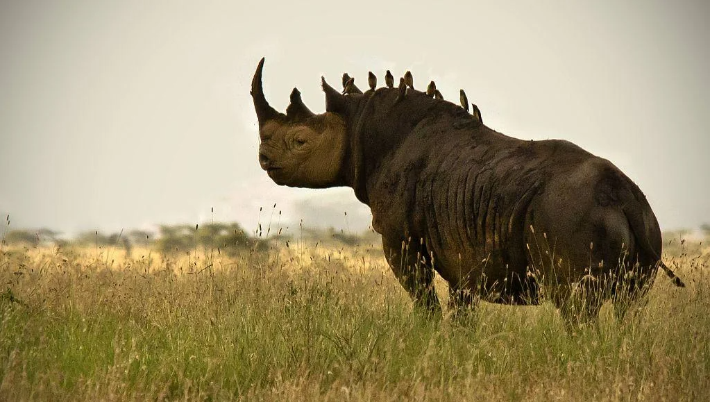 Rhino-Oxpecker symbiosis Blank Meme Template