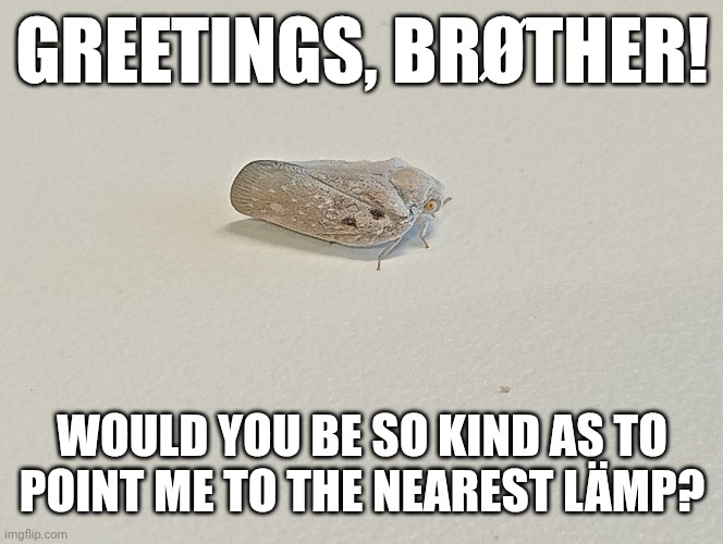 GREETINGS, BRØTHER! WOULD YOU BE SO KIND AS TO POINT ME TO THE NEAREST LÄMP? | image tagged in lamp,i love lamp,brother,moth | made w/ Imgflip meme maker