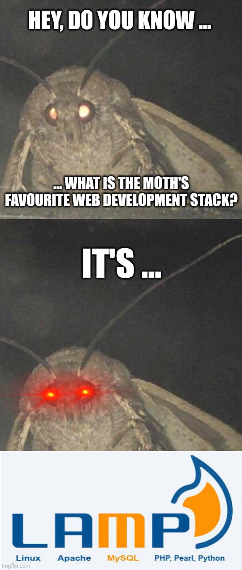 HEY, DO YOU KNOW ... ... WHAT IS THE MOTH'S FAVOURITE WEB DEVELOPMENT STACK? IT'S ... | image tagged in moth,lamp,web,development,stack | made w/ Imgflip meme maker
