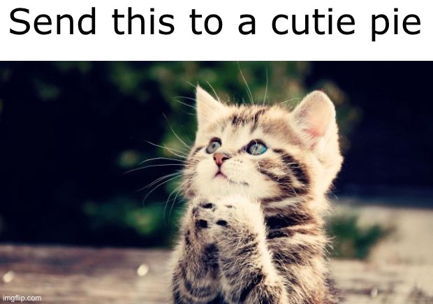 Cute kitten | Send this to a cutie pie | image tagged in cute kitten | made w/ Imgflip meme maker