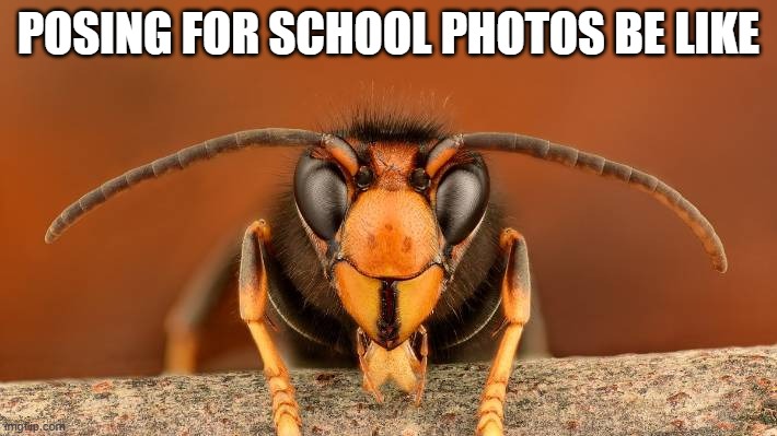 Posing for school photos be like | POSING FOR SCHOOL PHOTOS BE LIKE | image tagged in murder hornet | made w/ Imgflip meme maker