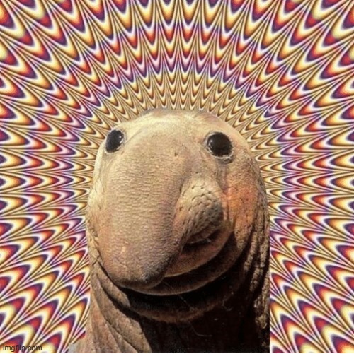 Hypno Elephant Seal | image tagged in hypno elephant seal | made w/ Imgflip meme maker
