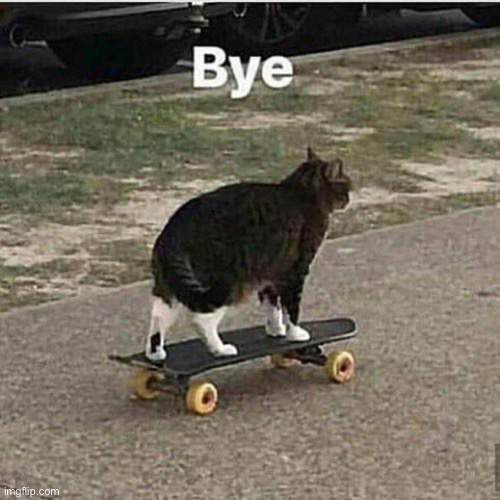 cat skateboard bye | image tagged in cat skateboard bye | made w/ Imgflip meme maker