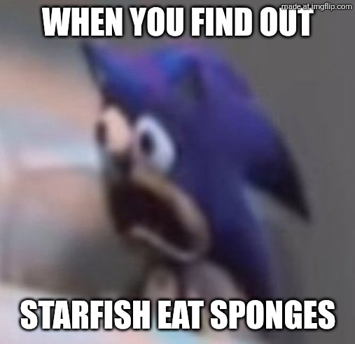 Traumatised Sonic | WHEN YOU FIND OUT STARFISH EAT SPONGES | image tagged in traumatised sonic | made w/ Imgflip meme maker