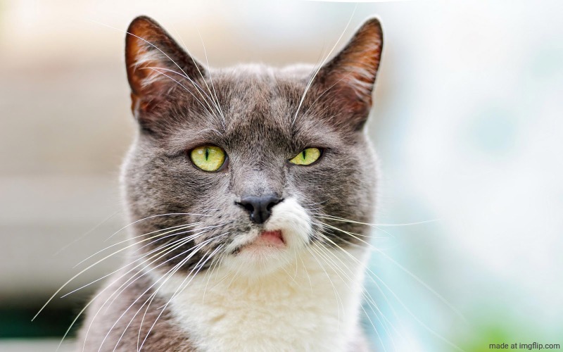 UNINTERESTED CAT | image tagged in uninterested cat | made w/ Imgflip meme maker