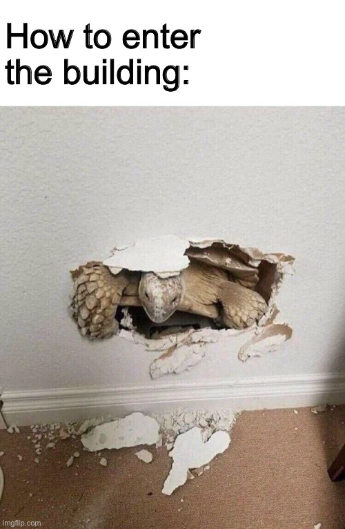 Turtle Crashing Out Of Wall | How to enter the building: | image tagged in turtle crashing out of wall | made w/ Imgflip meme maker