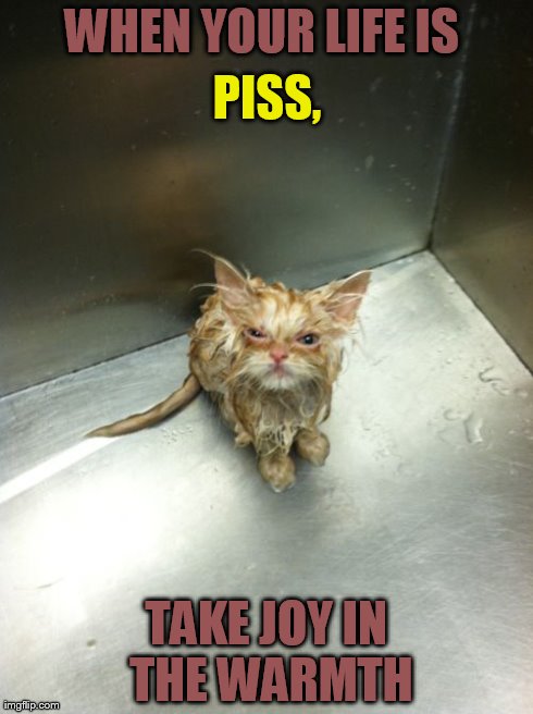 Kill You Cat | WHEN YOUR LIFE IS  TAKE JOY IN THE WARMTH PISS, | image tagged in memes,kill you cat | made w/ Imgflip meme maker