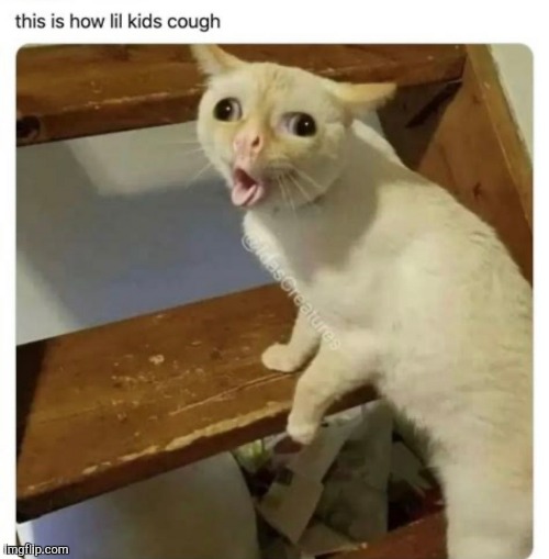 image tagged in cat cough | made w/ Imgflip meme maker