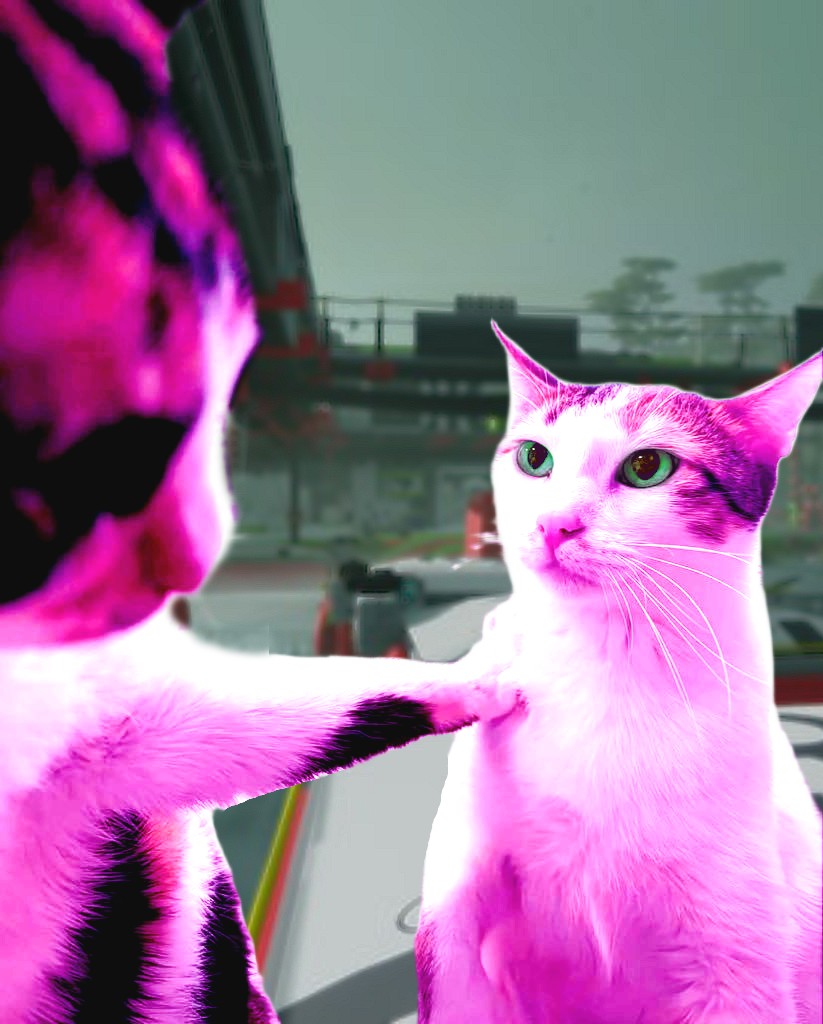 marathon cats Blank Meme Template