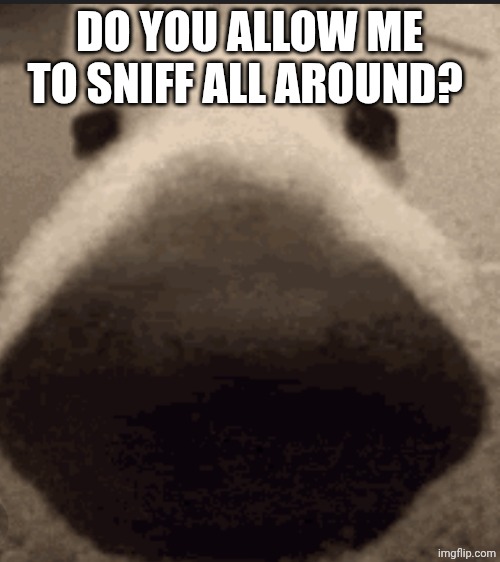 Sniff dog | DO YOU ALLOW ME TO SNIFF ALL AROUND? | image tagged in sniff dog | made w/ Imgflip meme maker