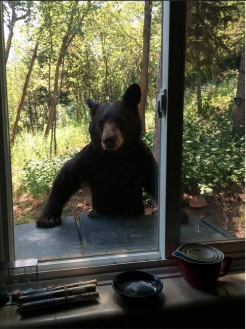 bear window Blank Meme Template