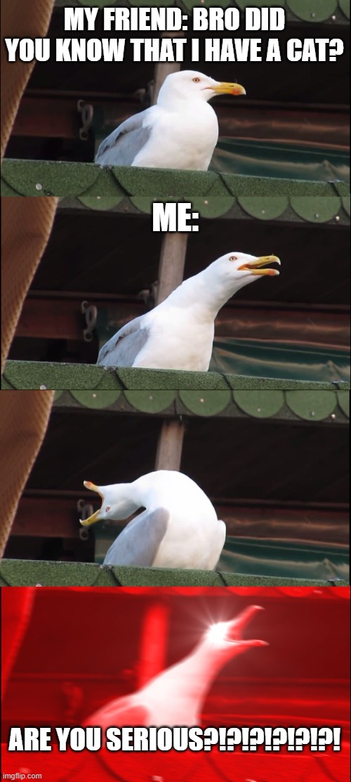 Inhaling Seagull Meme | MY FRIEND: BRO DID YOU KNOW THAT I HAVE A CAT? ME:; ARE YOU SERIOUS?!?!?!?!?!?! | image tagged in memes,inhaling seagull | made w/ Imgflip meme maker