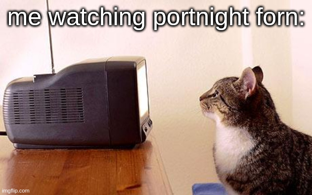 cat watching tv | me watching portnight forn: | image tagged in cat watching tv | made w/ Imgflip meme maker