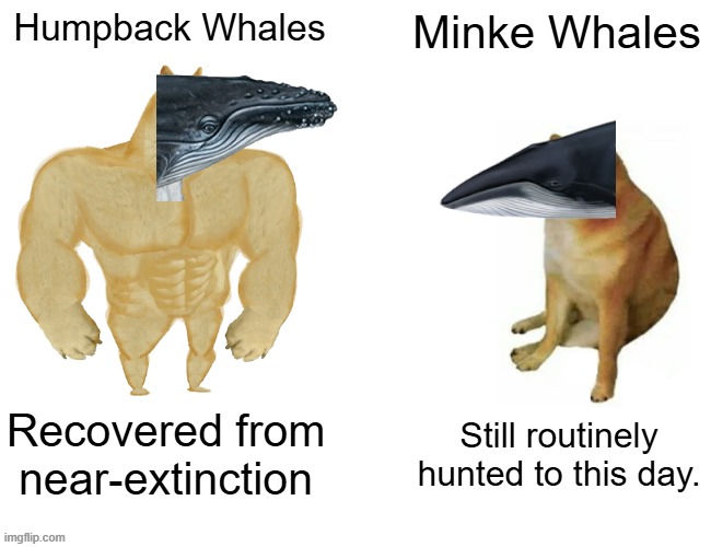 Persecution of the Masses | Humpback Whales; Minke Whales; Recovered from near-extinction; Still routinely hunted to this day. | image tagged in memes,buff doge vs cheems | made w/ Imgflip meme maker