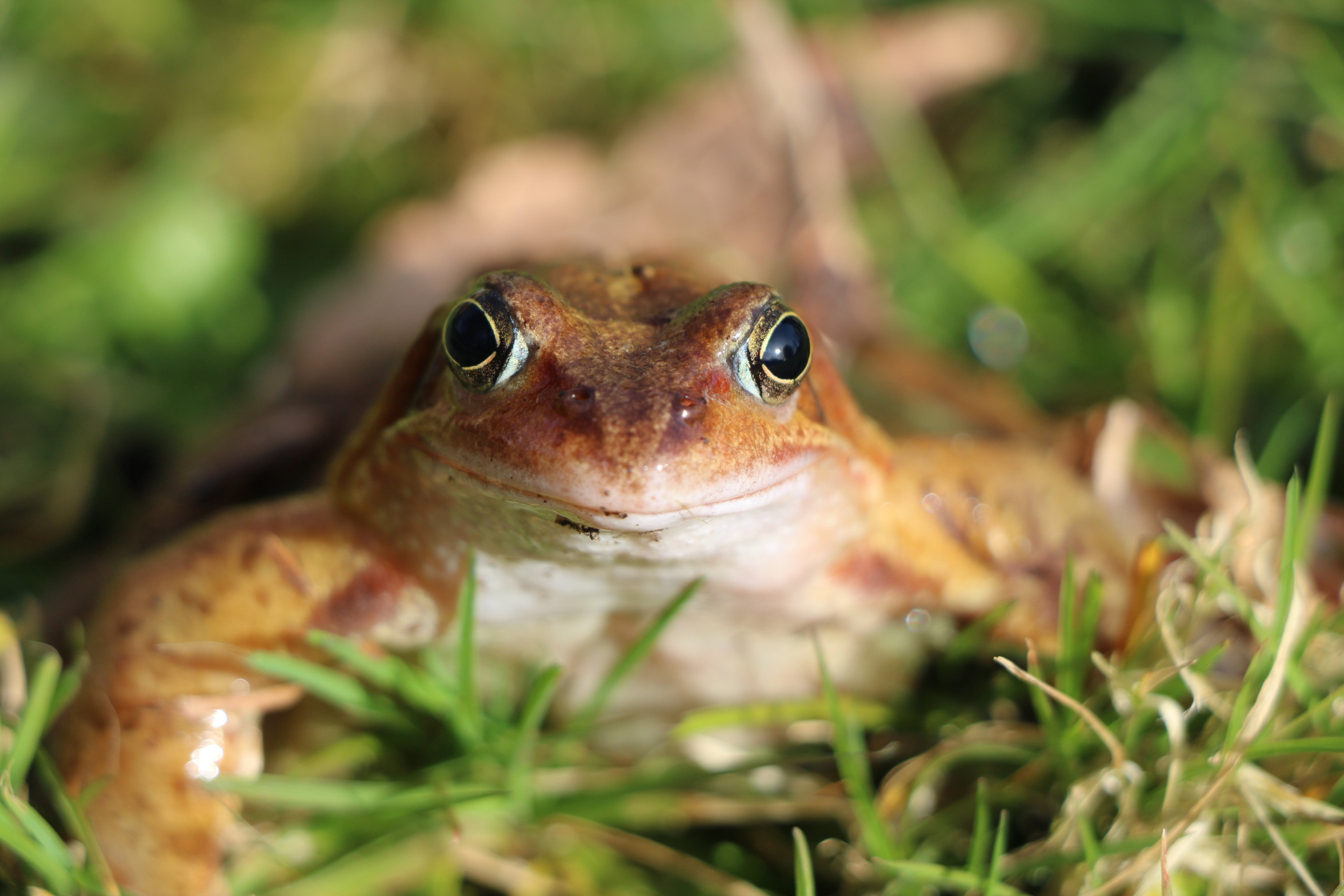 Frog Blank Meme Template