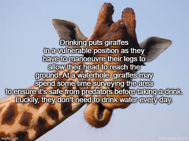 jiraaf | Drinking puts giraffes in a vulnerable position as they have to manoeuvre their legs to allow their head to reach the ground. At a waterhole, giraffes may spend some time surveying the area to ensure it’s safe from predators before taking a drink.

Luckily, they don’t need to drink water every day. | image tagged in comeback giraffe | made w/ Imgflip meme maker