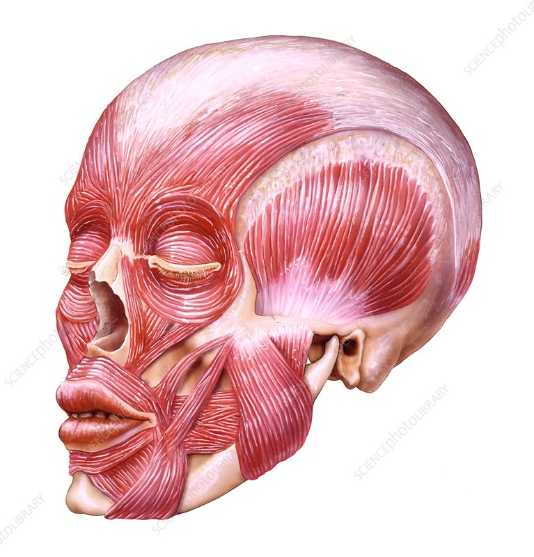 High Quality human muscle head Blank Meme Template