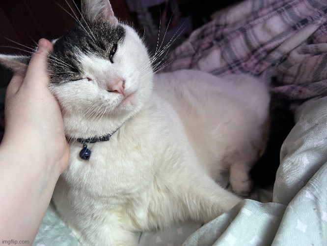 Have a picture of my cat (yes she’s on topic, because she is a bossfights character as well) | made w/ Imgflip meme maker