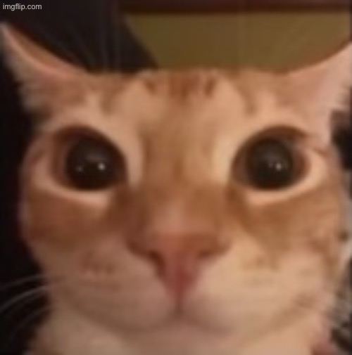 glungus | image tagged in glungus | made w/ Imgflip meme maker