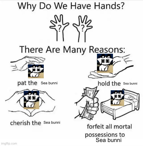 Why do we have hands? (all blank) | Sea bunni; Sea bunni; Sea bunni; Sea bunni | image tagged in why do we have hands all blank | made w/ Imgflip meme maker