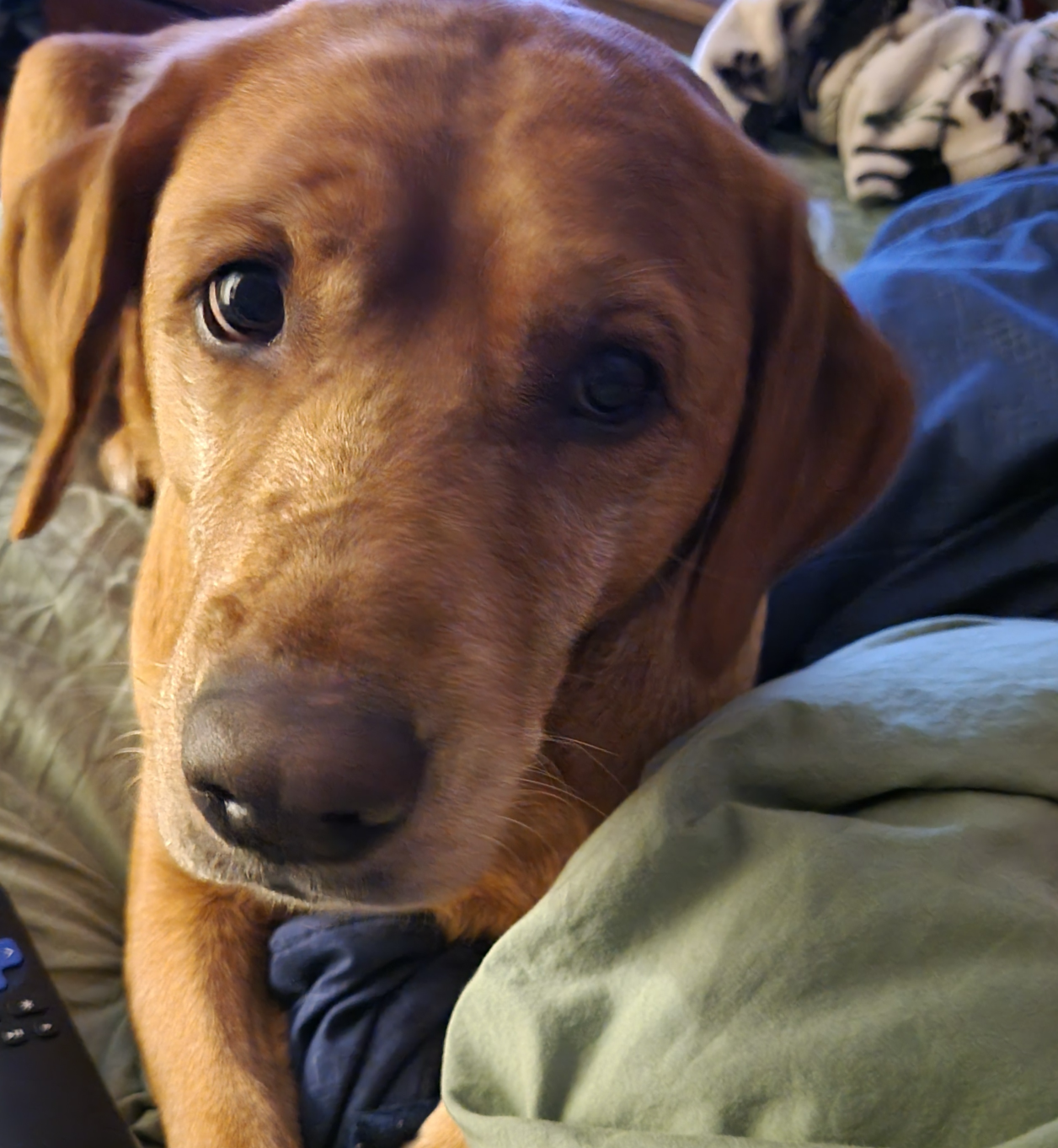 Penny Blank Meme Template