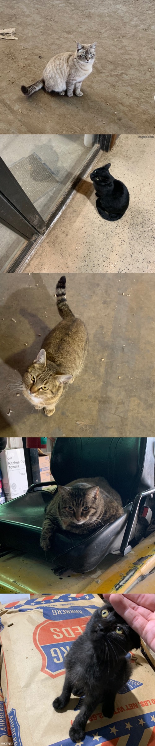 Some of the barn cats I encounter | made w/ Imgflip meme maker